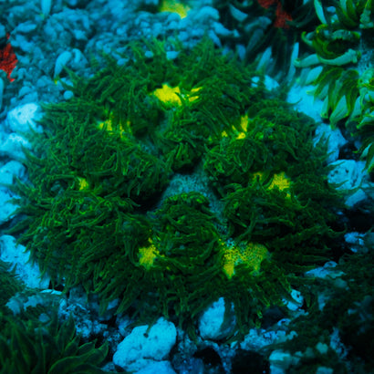 JC Ultra Rock Flower Anemone