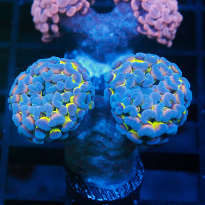 JC Bright Lights Hammer