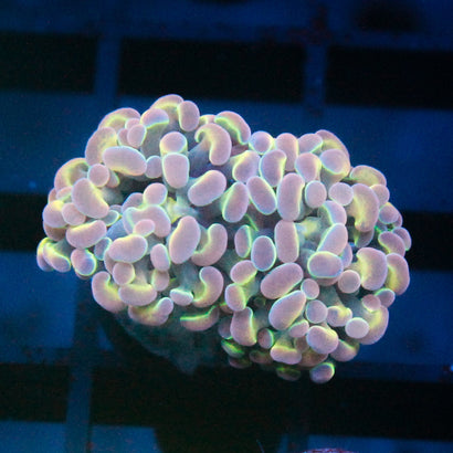 JC Ultra Hologram Hammer