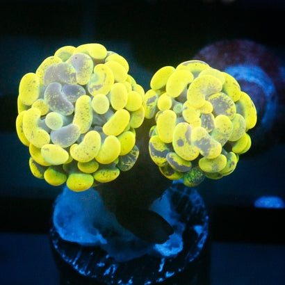 JC Yellow Splatter Hammer