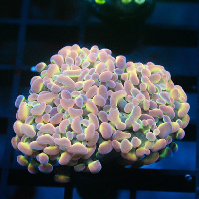 SBB Ultra Hologram Hammer Mini Colony