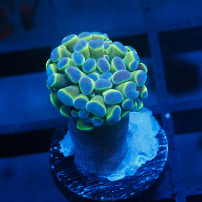 JC Alien Hands Torch