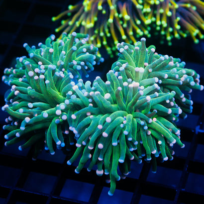 JC Cotton Candy Mini Colony