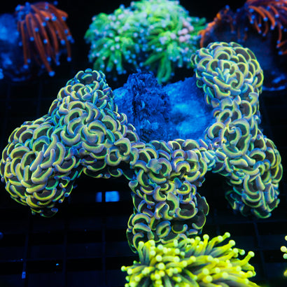 JC Hologram Wall Hammer