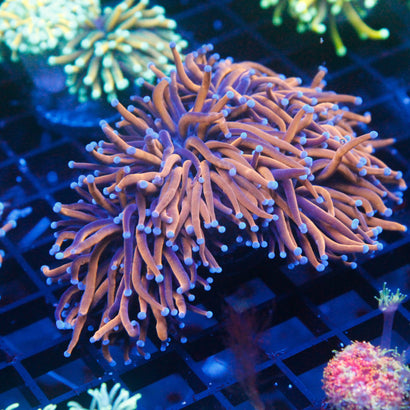 JC Goldilocks Mini Colony