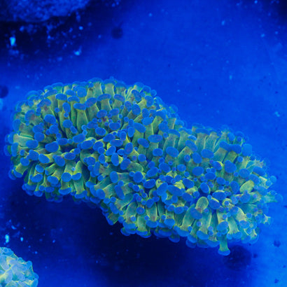 JC Two Tone Wall Hammer