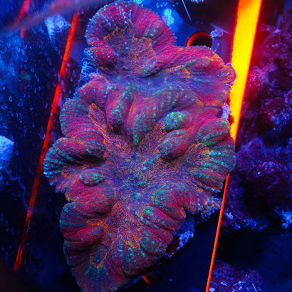 JC Ultra Rainbow Lobophyllia