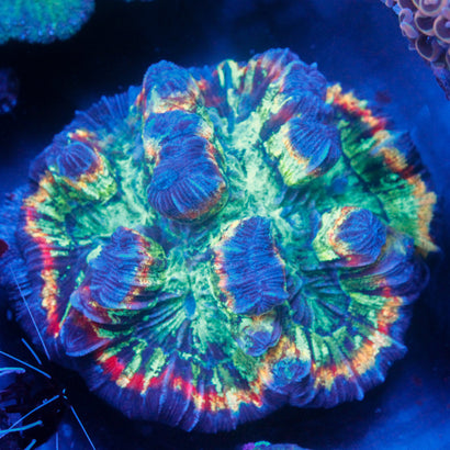 JC Ultra Rainbow Trachy