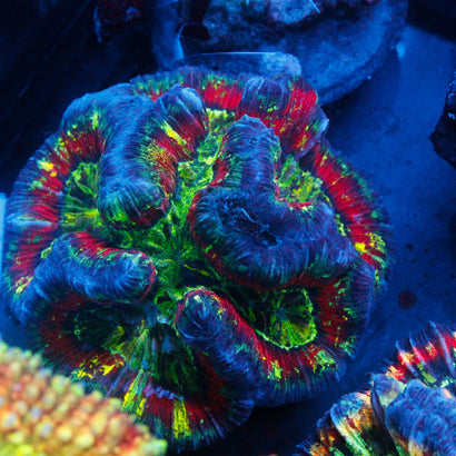 JC Ultra Rainbow Trachy