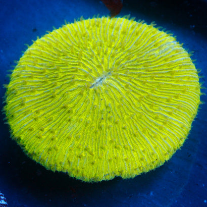 JC Neon Plate Coral