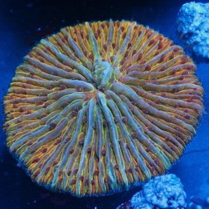 JC Rainbow Plate Coral