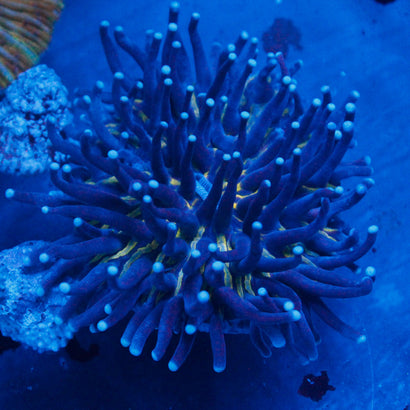 JC Neon Green Plate Coral