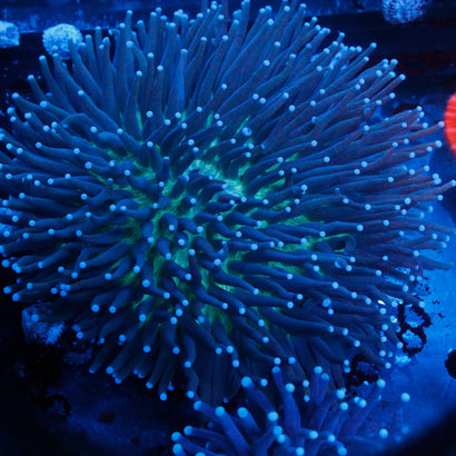 JC Show Size Neon Green Plate Coral