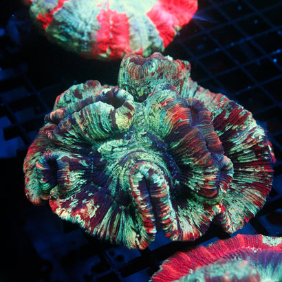 JC Ultra Rainbow Trachy