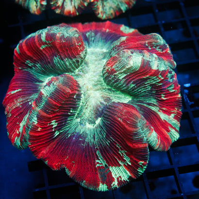 JC Ultra Rainbow Trachy