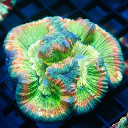 JC Ultra Rainbow Trachy