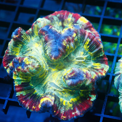 JC Ultra Rainbow Trachy