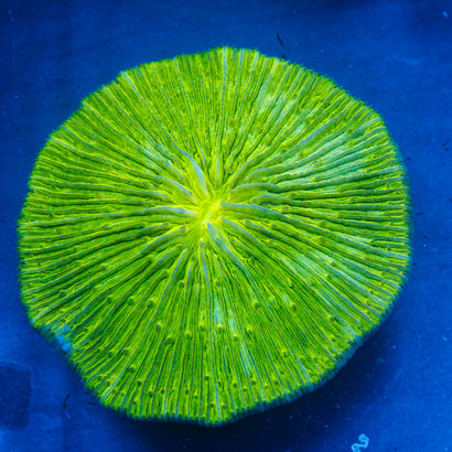 JC Neon Plate Coral