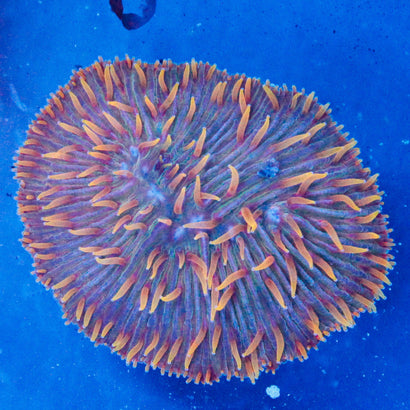 JC Rainbow Plate Coral