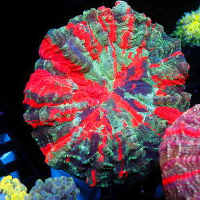 JC Ultra Rainbow Acanthophyllia