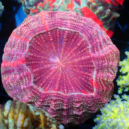 JC Rainbow Acanthophyllia