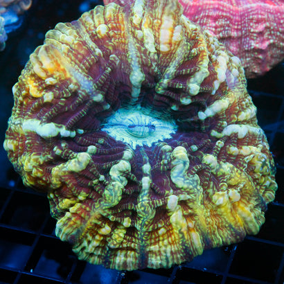 JC Rainbow Acanthophyllia
