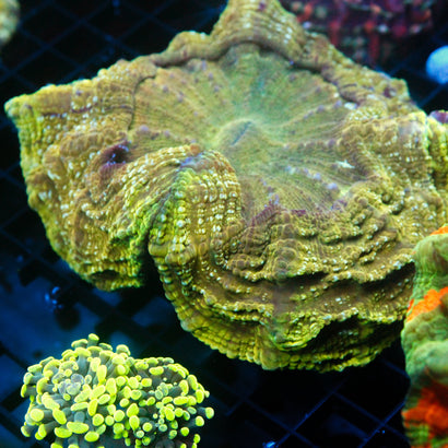 JC Rainbow Acanthophyllia