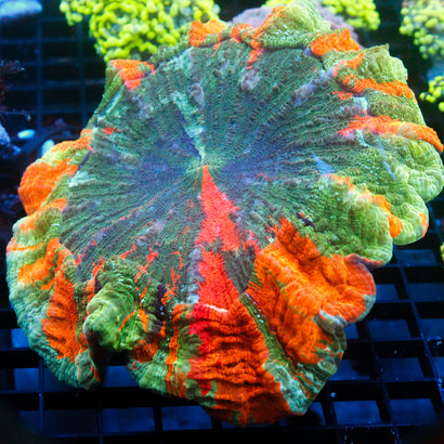 JC Ultra Rainbow Acanthophyllia