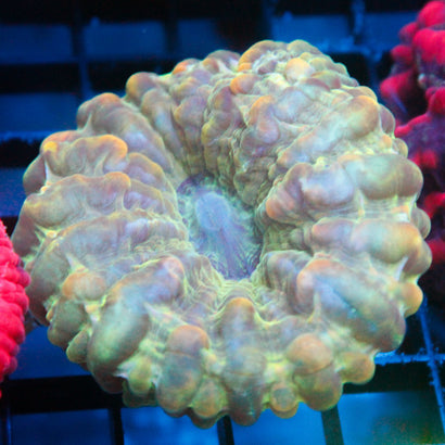 JC Rainbow Cynaria