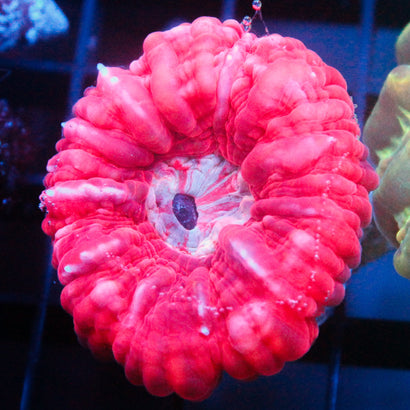 JC Red Cynaria