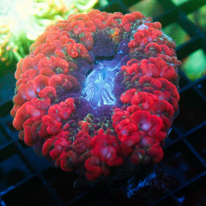 JC Blood Red Cynaria