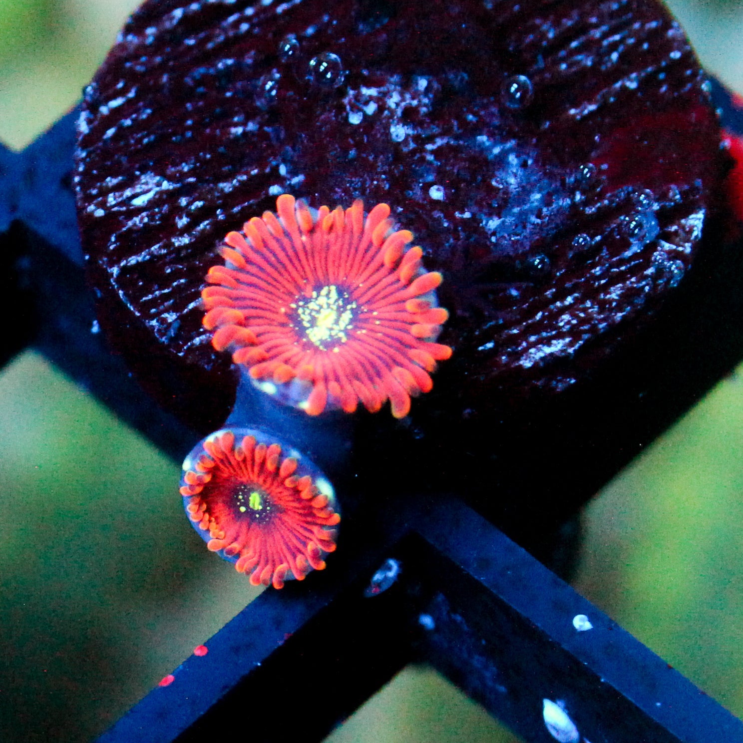JC Magician's Zoanthid