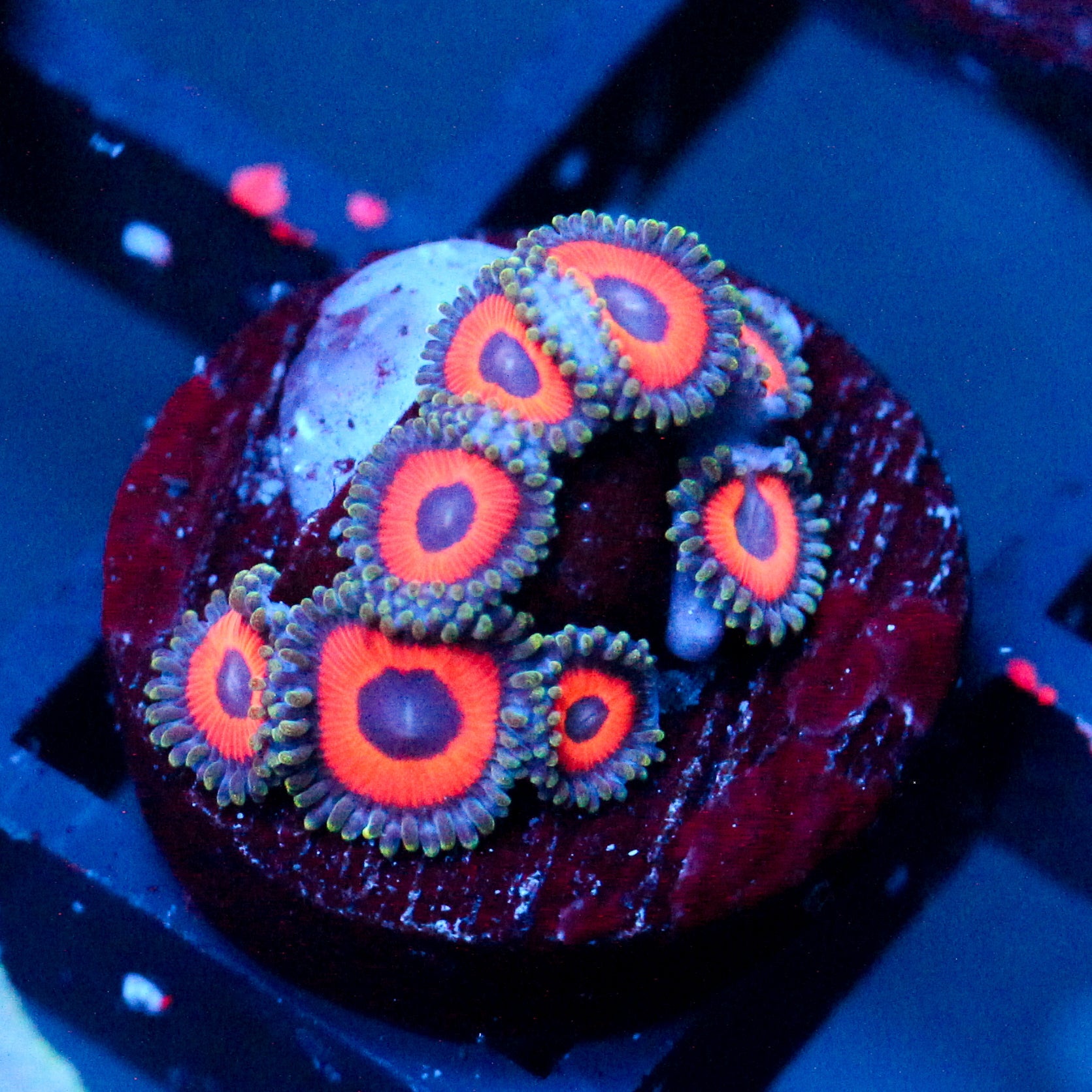 JF Fairytale Zoanthids