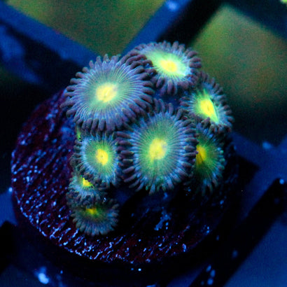 JC Birthstone Zoanthid