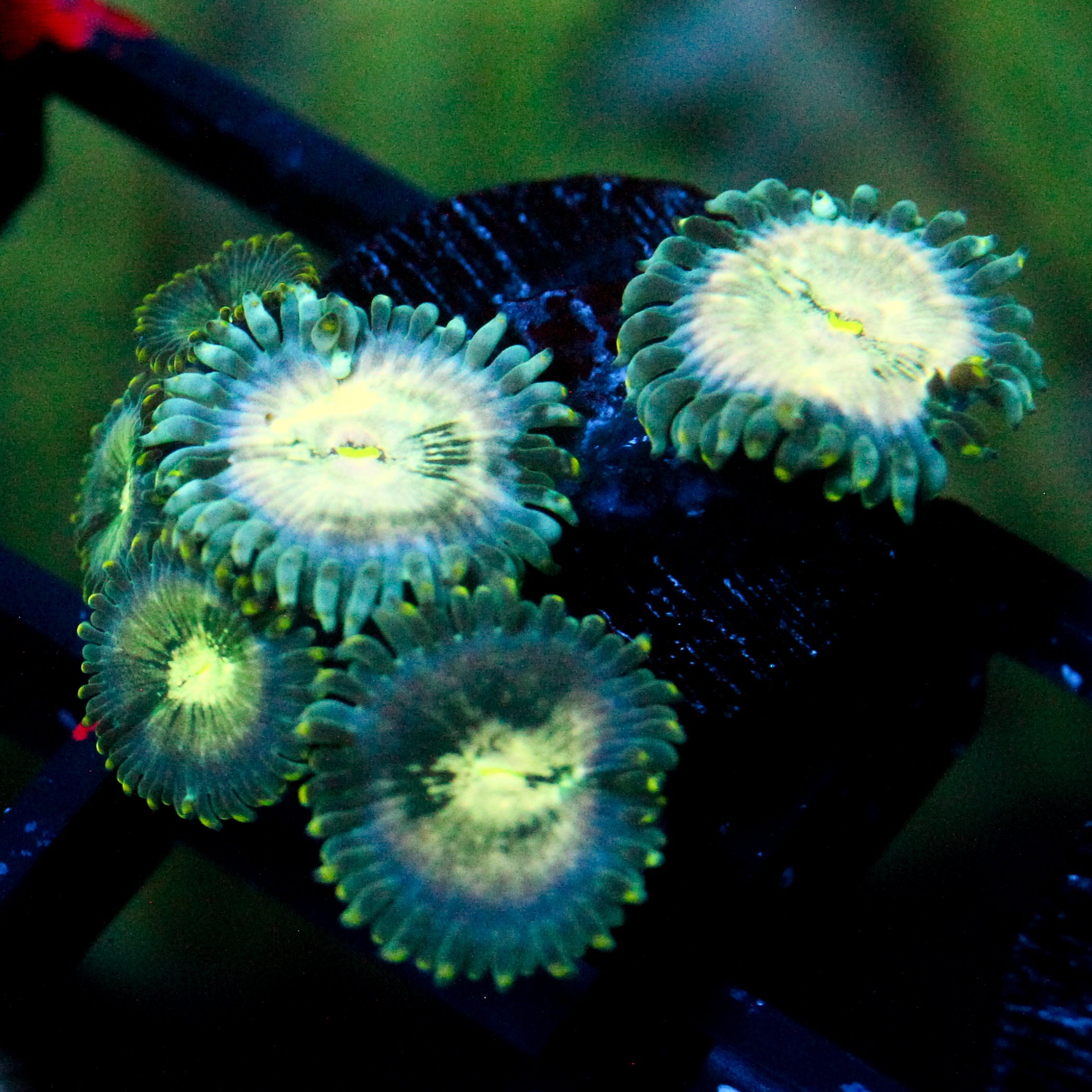 JC Hawaiian Ding Dang Zoanthid