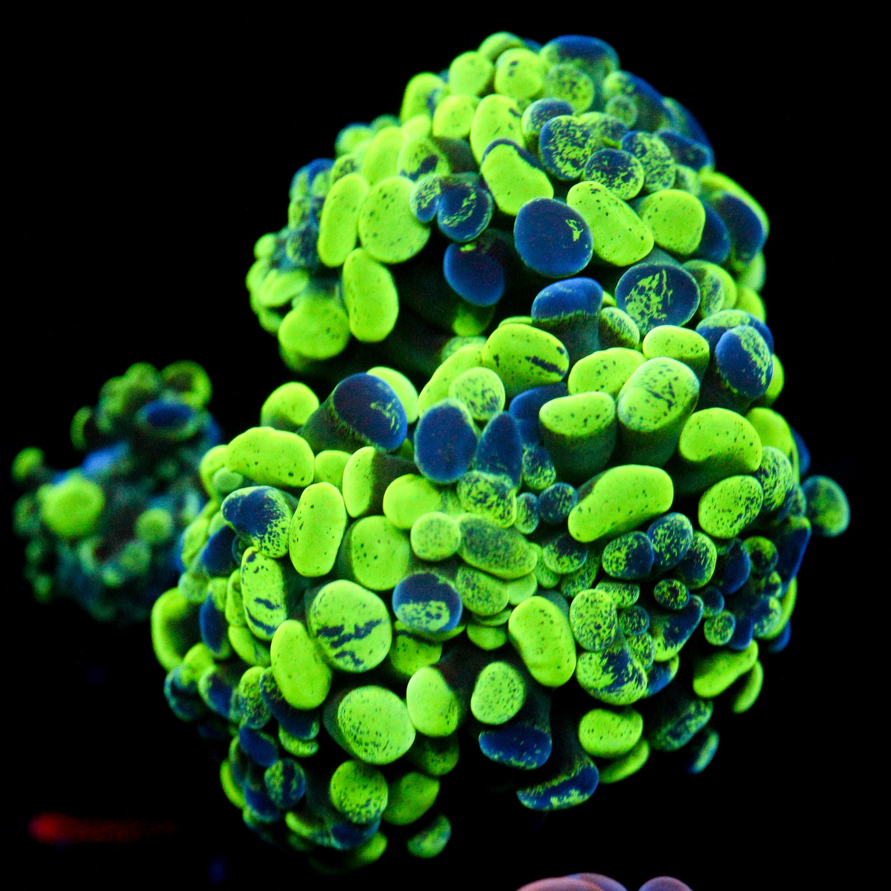 JC Neon Splatter Hammer