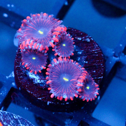 JC Purple People Eater Zoanthid