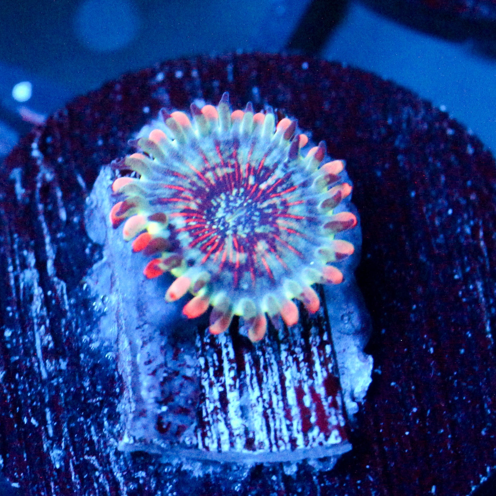 JC White Zombie Zoanthid