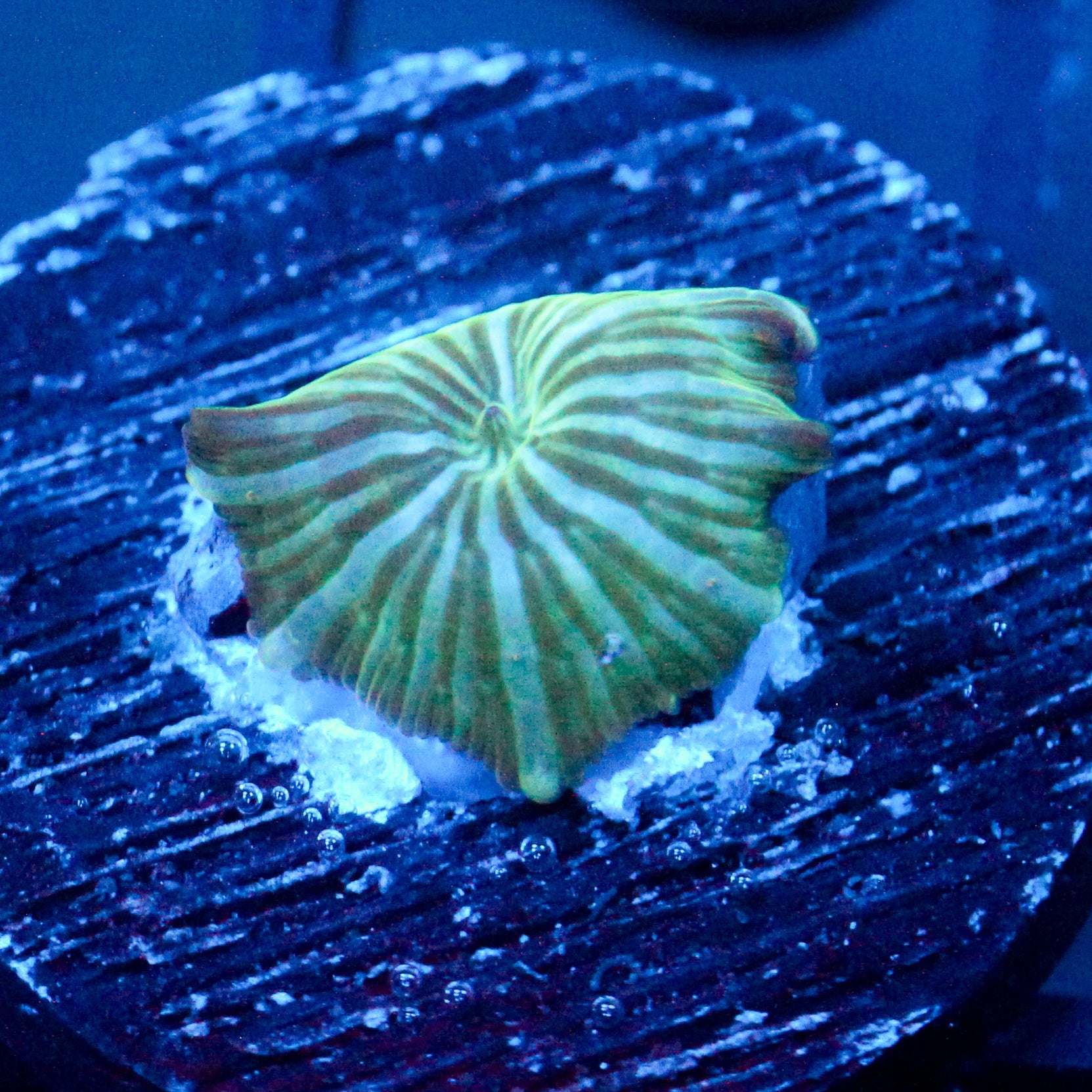 JC Watermelon Rind Discosoma