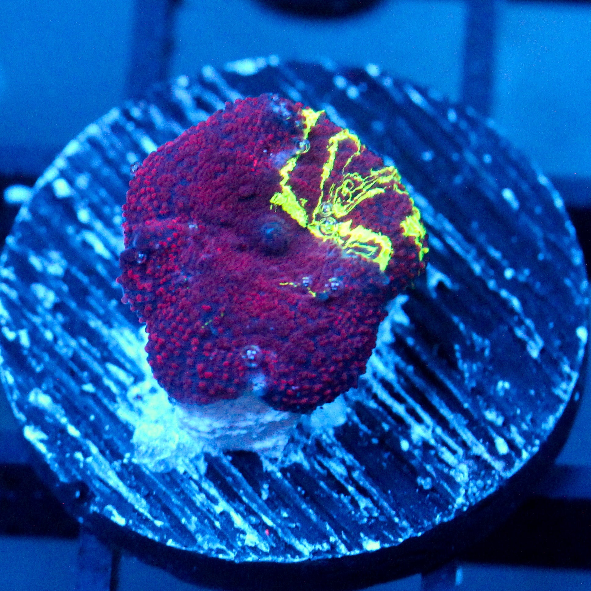 JC Ultra Eclectus Vortex Pattern