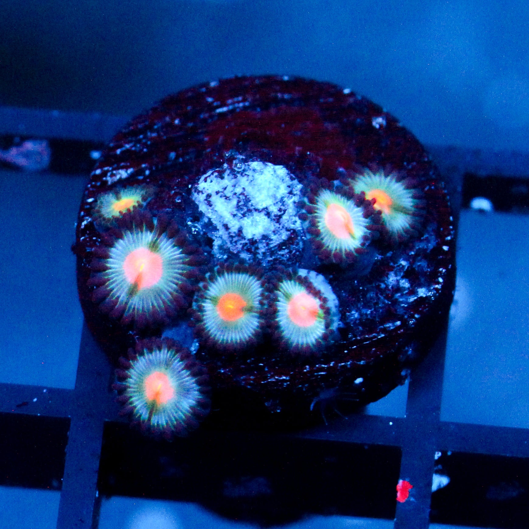 JC Blue Raven Zoanthid