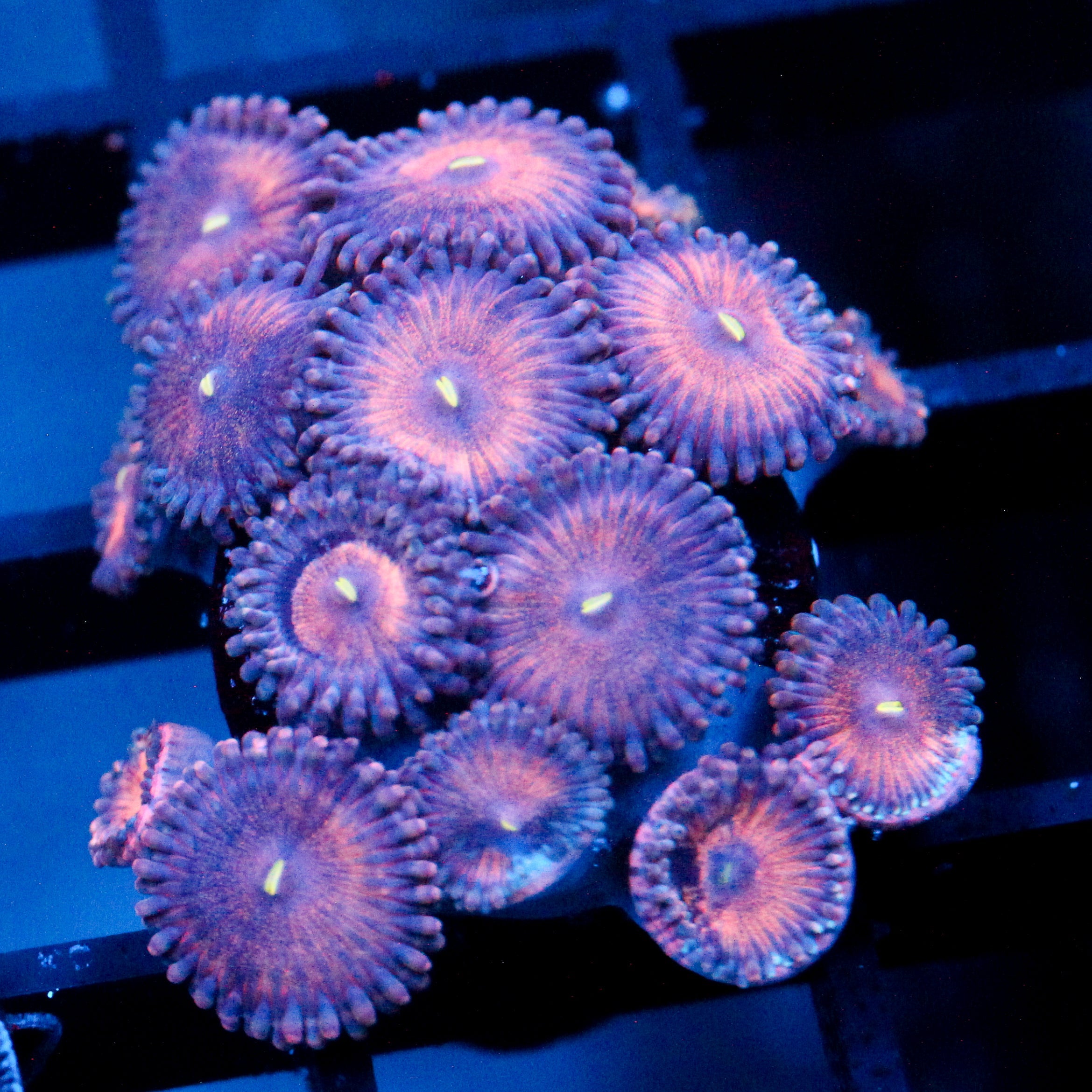 JC Amber Bliss Zoanthid