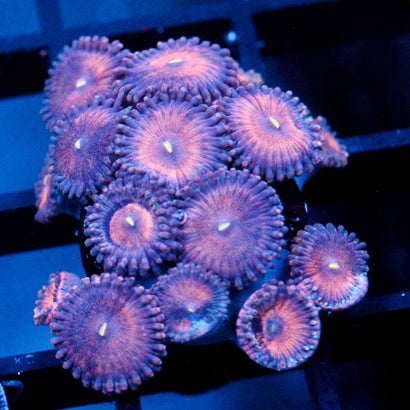 JC Amber Bliss Zoanthid