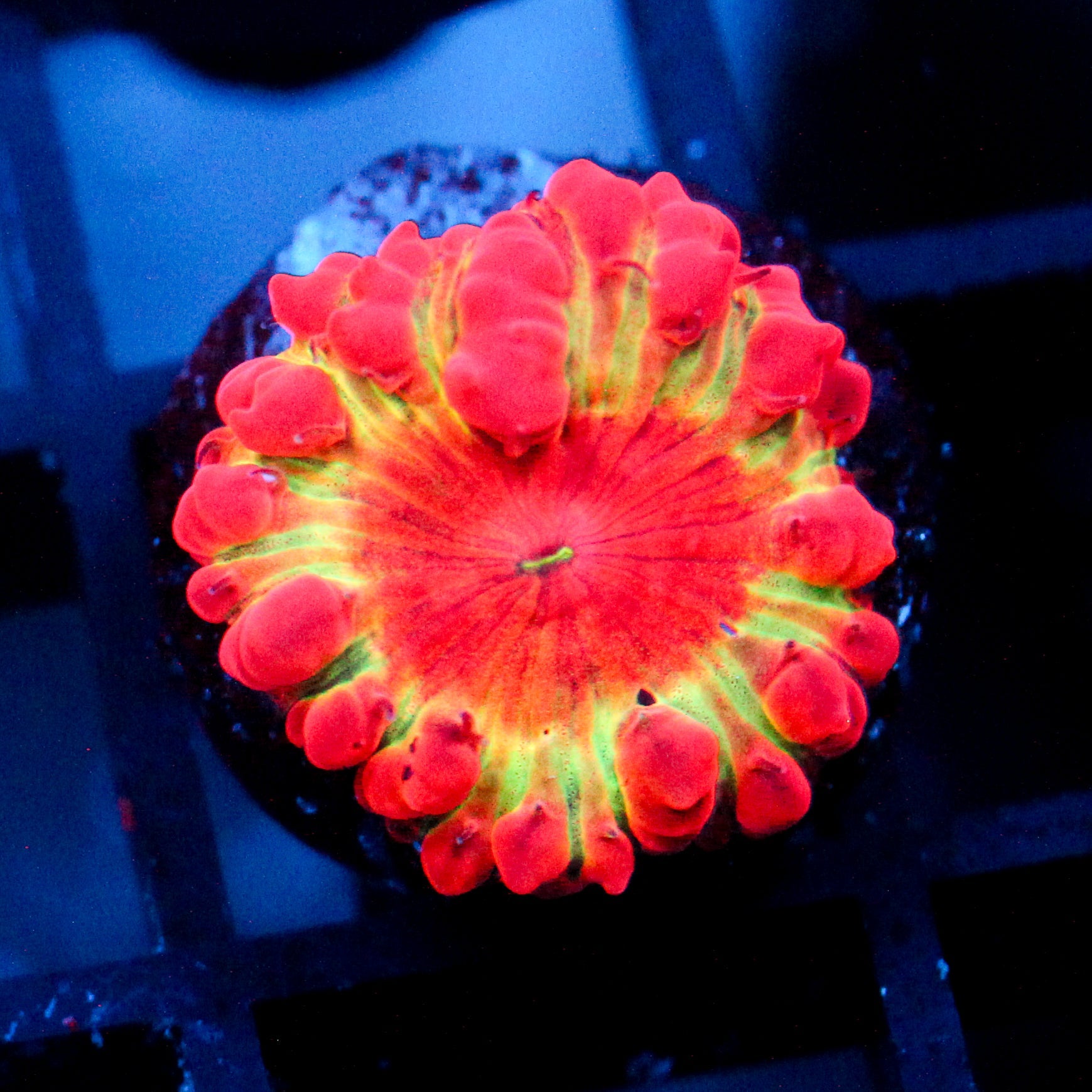 JC Mini Supernova Blasto