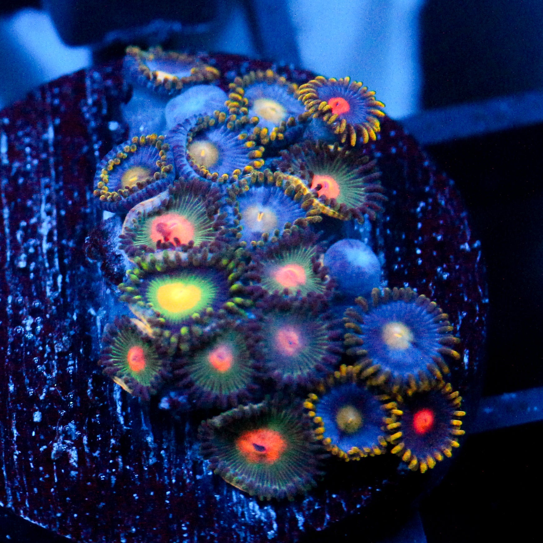 JC Zoanthid Mix