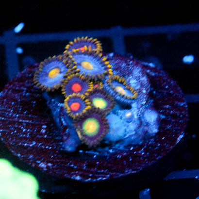JC Zoa Garden Seed