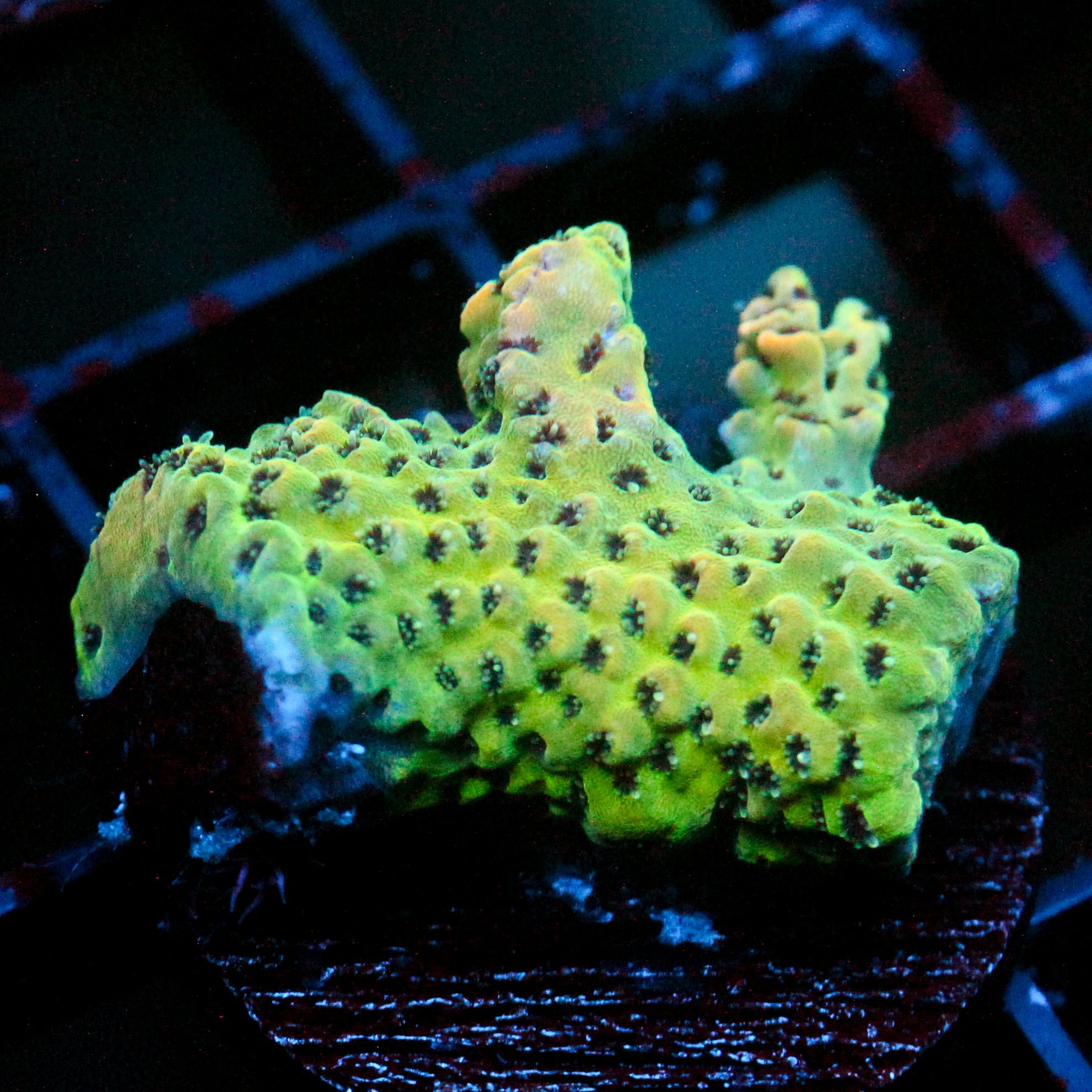 JC Fallen Cactus