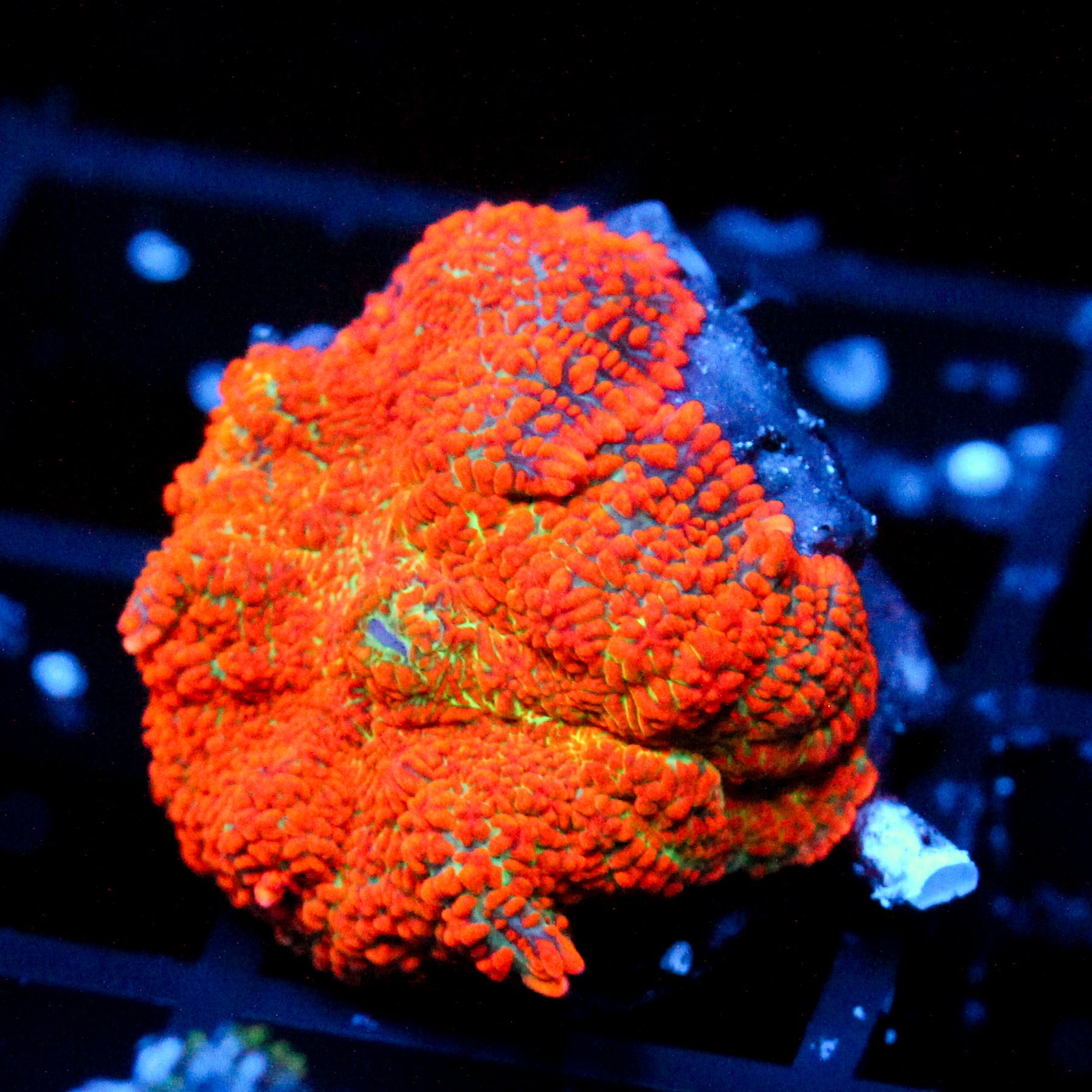 JC Helios Rhodactis Mushroom (1/1)