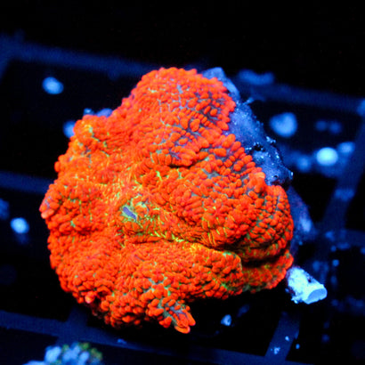 JC Helios Rhodactis Mushroom (1/1)