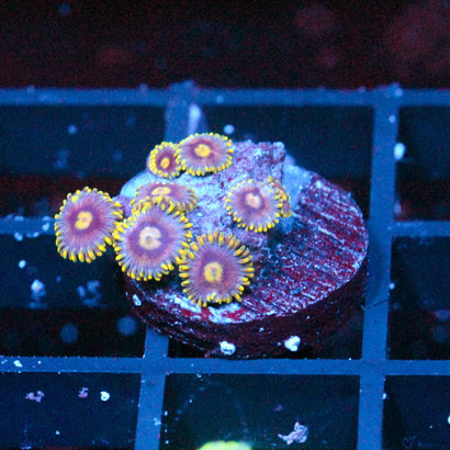 JC Ultra Gold Burn Zoanthid
